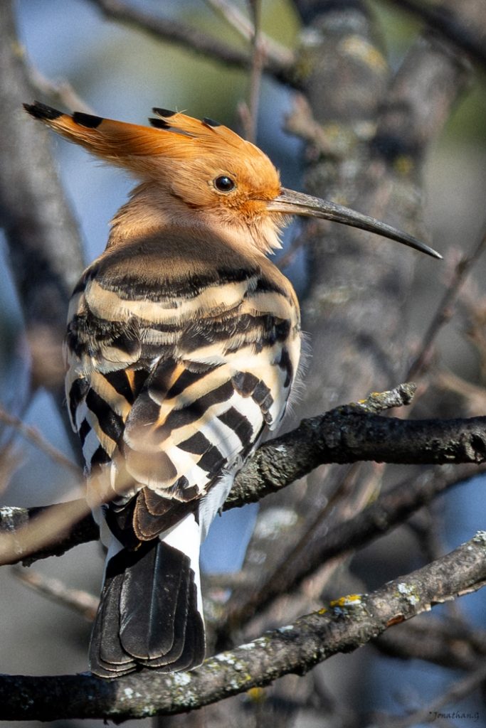 image de la faune et la flore des alpes de haute provence