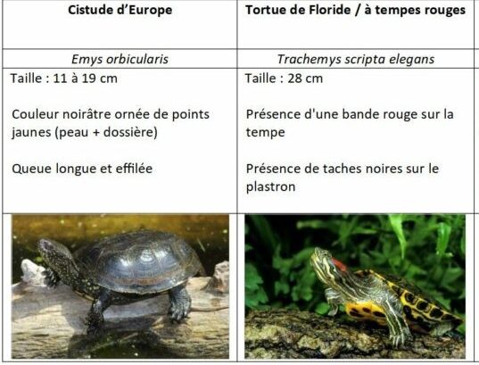 Comparaison entre cistude et tortue de Floride